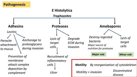 PATHOLOGY OF AMEBIC COLITIS - Pathology Made Simple