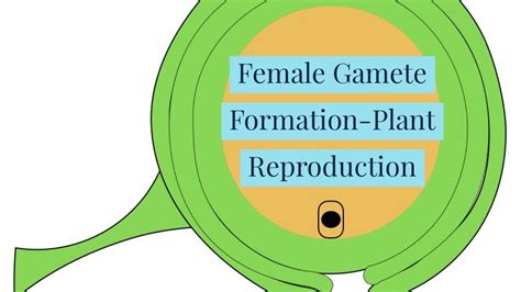 Female Gamete Formation-Plant Reproduction-NEW-Video 1-Plant ...