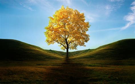 🔥 [70+] Tree Backgrounds Images | WallpaperSafari