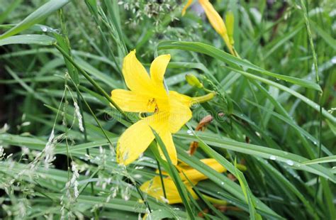 Yellow lilies stock image. Image of bright, season, beauty - 91298815