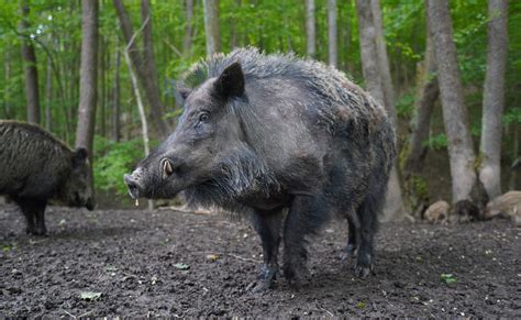 To Dream About Wild Boar – Meaning and Symbolism | Dream Glossary