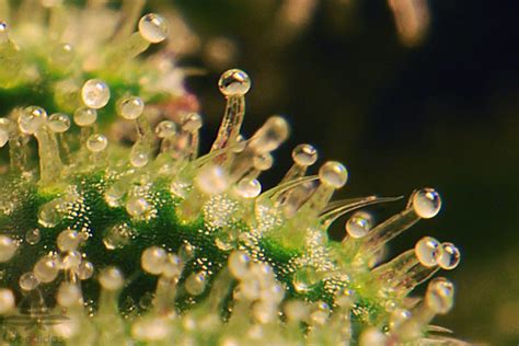 Cannabis trichomes- Philosopher Seeds