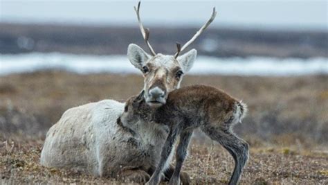 Le gouvernement canadien préoccupé par un projet dans l’Arctique ...