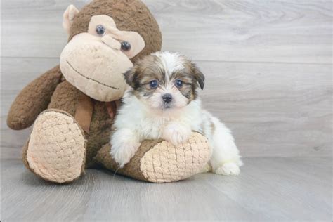 SHIH POM PUPPY