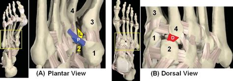 7: The many ligaments of the tarsometarsal joint. The three Lisfranc... | Download Scientific ...