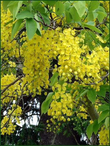 Golden Shower | Cassia fistula Spectacular tree native to tr… | Flickr