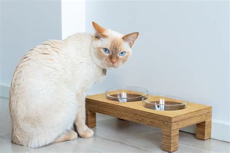 Urinary Cat Food: 5 Best Vet-Approved Formulas for 2024 | Great Pet Care