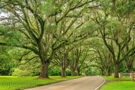 Live Oak Plantation Road, a Canopy Road in Tallahassee, Florida