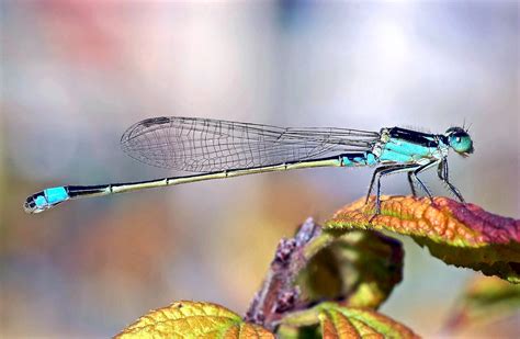 Damselfly Free Stock Photo - Public Domain Pictures