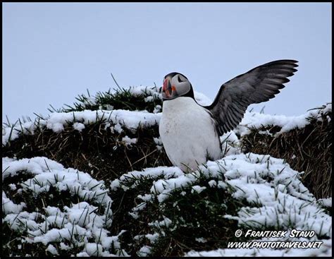 Photograph of Atlantic puffin (Fratercula arctica) taking off from snow, Eastern fjords, Iceland ...