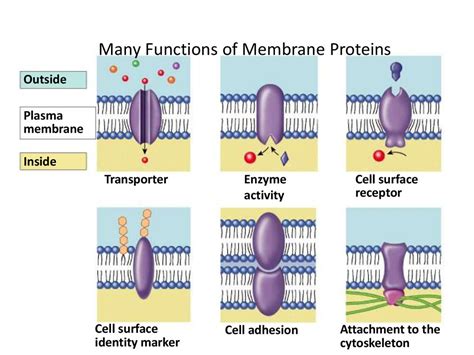 Cell Membrane Fluid Mosaic - презентация онлайн