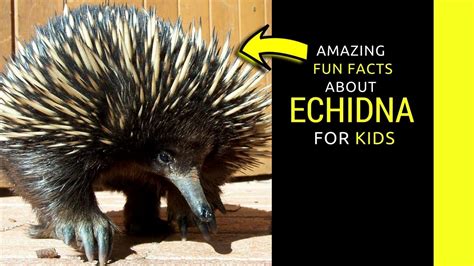 Echidna facts for kids western long beaked echidna mating habits - YouTube