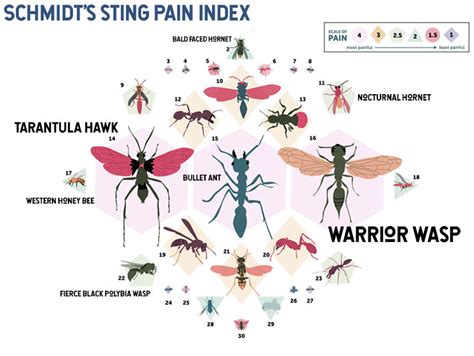 Hornet Sting