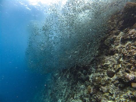 The ultimate Guide to Moalboal Diving, Philippines. | The Very Hungry ...