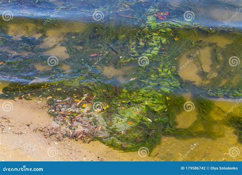 Green Algae in Water. Water Pollution. Ecological Problem Stock Photo - Image of coast, nature ...