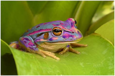 Pastel Purple Frog | Frisky Frogs | Pinterest