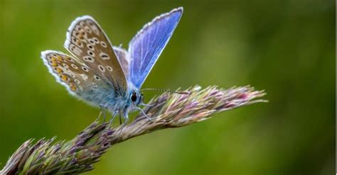 Where Do Butterflies Live? - A-Z Animals