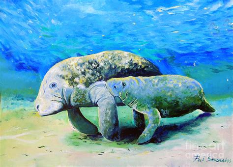 Manatee And Calf Photograph by Paul Sandilands - Fine Art America