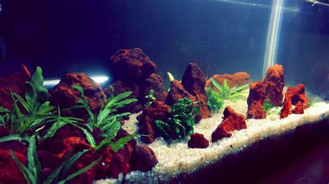 Lava rock in your aquarium – Freshwater Aquarium Plants Chicago | Planted aquarium, Freshwater ...