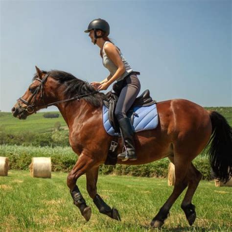 Riding a Horse's Canter: Beginner's Guide | LearningHorses.com