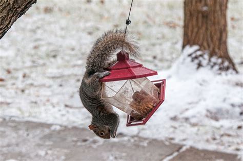 How To Squirrel Proof Your Bird Feeder - Best Anti Squirrel Bird Feeders