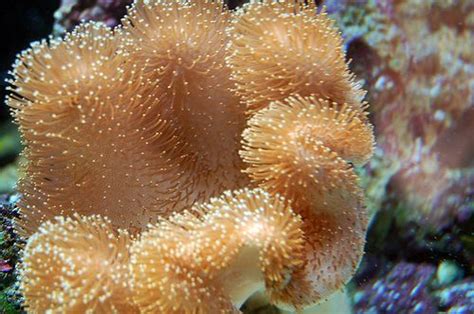 Toadstool Coral | Saltwater fish tanks, Coral reef aquarium, Soft corals