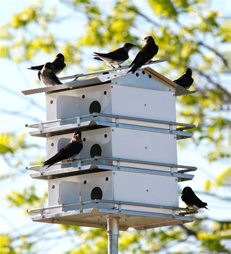 The Purple Martin Nest: Purple Martin Nesting Habits - Daily Birder