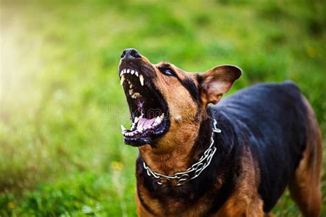 Angry Dog Attacks. the Dog Looks Aggressive and Dangerous Stock Photo ...