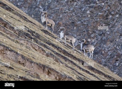 Tibetan argali sheep hi-res stock photography and images - Alamy