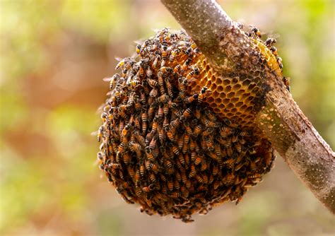 Pakistan Sees a Surge in Honey Production