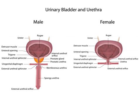 Comparing male and female urinary systems, labeled - Incontinence UK