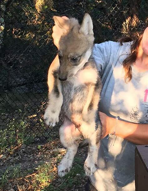 Fossil Rim proud to announce Mexican wolf pups - Fossil Rim Wildlife Center