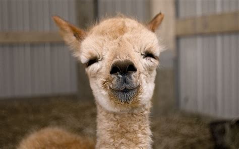 Baby Alpaca | Feel free to use, no need to ask permission. | Katherine ...