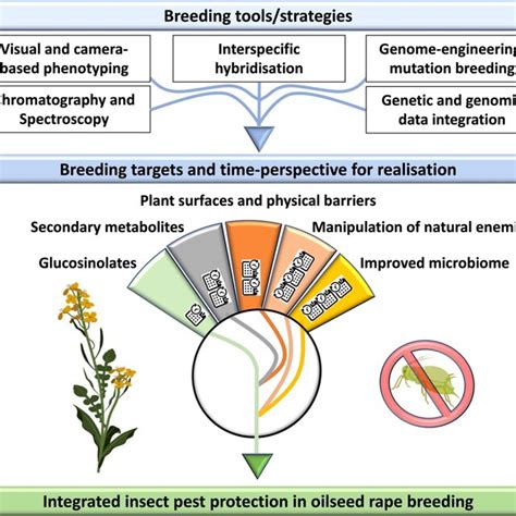 Schematic representation of major breeding tools/strategies and... | Download Scientific Diagram