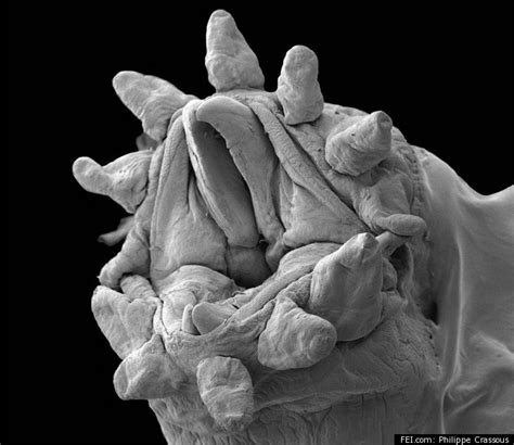 Hydrothermal Vent Tube Worm Under An Electron Microscope, A Different View (PHOTO) | HuffPost Impact