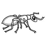 Ant with long legs silhouette vector graohics | Free SVG