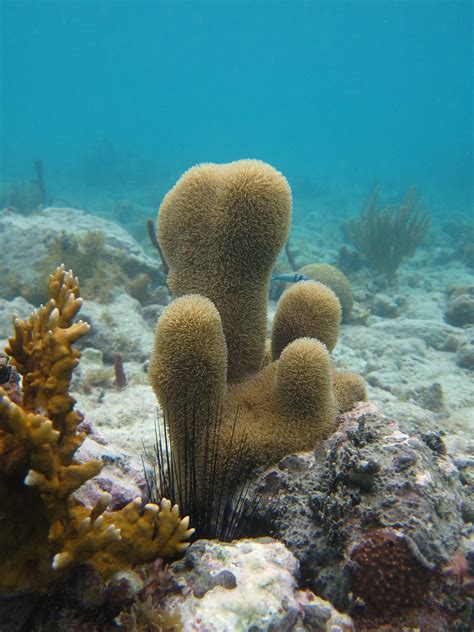 Pillar Coral | with Branching Fire Coral (Millepora alcicorn… | Flickr