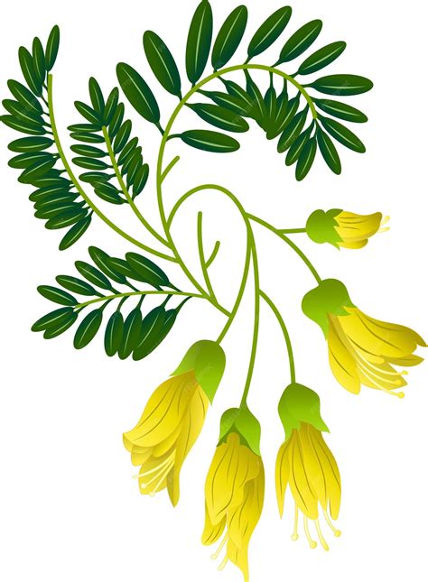 Premium Vector | Kowhai The National Flower of New Zealand New Zealand ...