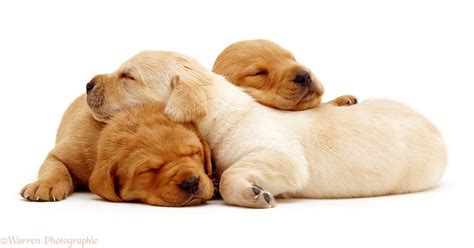 Dogs: Sleeping Labrador pups photo WP09226