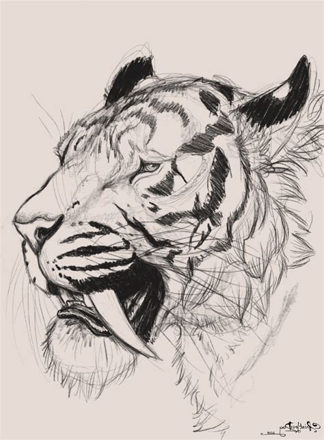 Saber Tooth Tiger Drawing