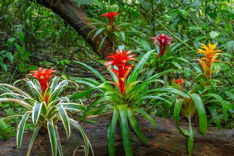 Rainforest Bromeliad Plant