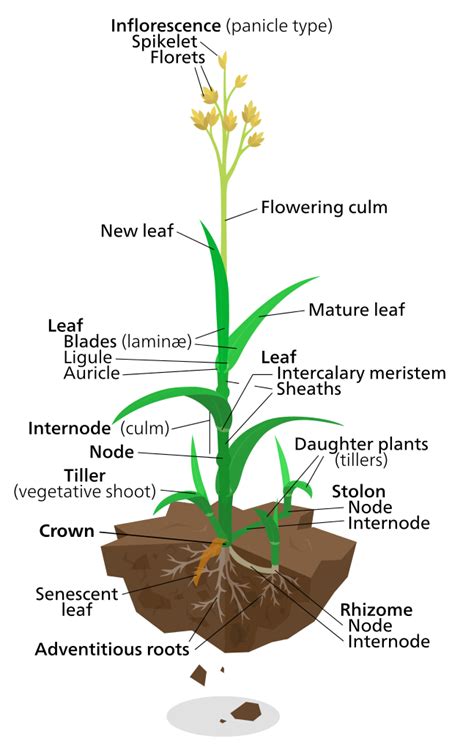 File:Grassy grass plant.svg - Wikimedia Commons