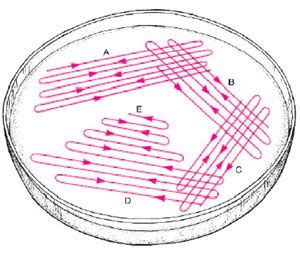 Streaking Technique Obtain Pure Cultures | Cultivation of Microorganisms | Basic Techniques ...