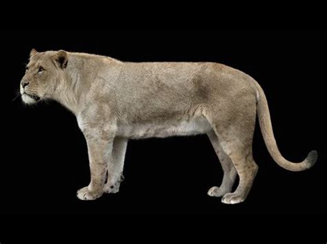 Found two Cave Lion cubs perfectly preserved - YouTube