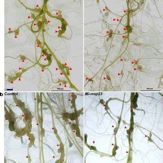 Meloidogyne incognita infection assay in roots of Arabidopsis control... | Download Scientific ...