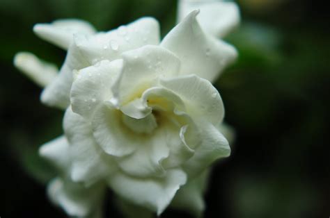 Rosal (Gardenia jasminoides)... | Manila flower Rosal (Garde… | Flickr