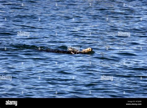 Sea Otter swimming on back in Monterey Bay Stock Photo - Alamy