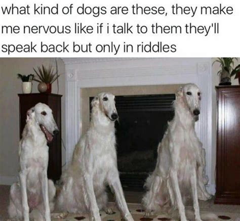 borzoi | Borzoi / Long Nose Dog | Know Your Meme