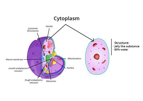 Cytoplasm