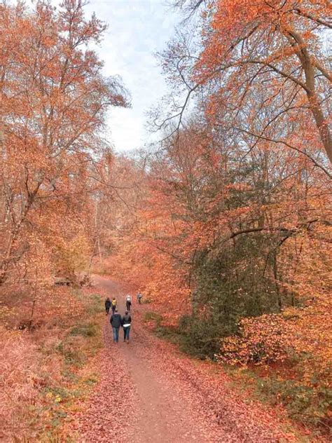 Explore Epping Forest With These (Rather Fantastic) Walks